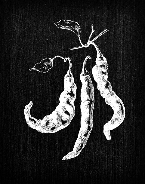 植物学蔬菜植物古董雕刻插图:辣椒图片下载