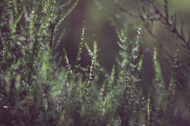石南风景的详细而有艺术性的照片图片下载