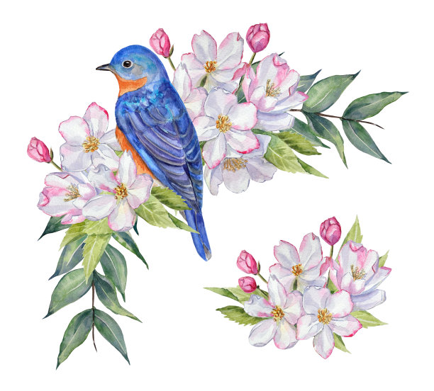水彩画预先制作的蓝鸟和苹果树花，以及苹果树花束。图片下载