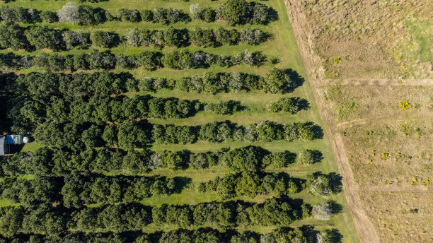 夏威夷树果园鸟瞰图图片下载