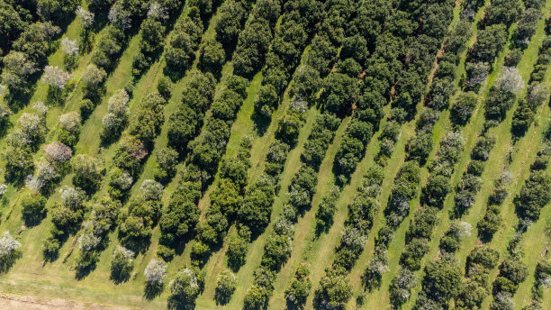 夏威夷树果园鸟瞰图图片下载
