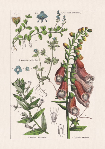 星形、木兰花形、色版画，出版于1895年图片下载