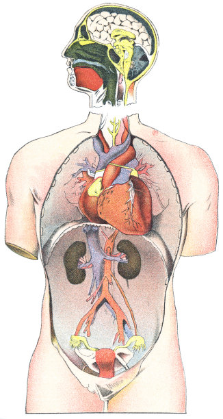 人体解剖的躯干和头部，循环和泌尿系统的医学插图- 19世纪图片下载