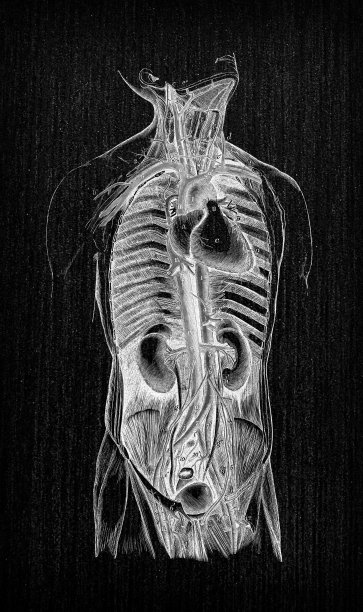 人体解剖学古董插图:器官和静脉/动脉图片下载