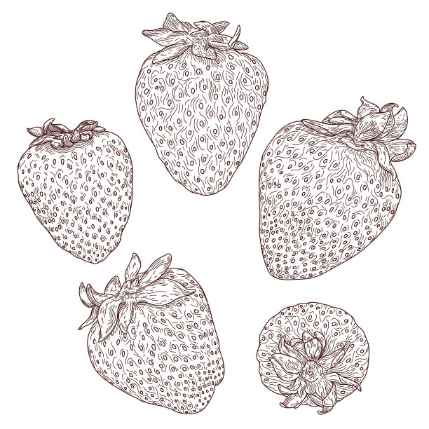 一套详细的线艺术草莓插图图片下载
