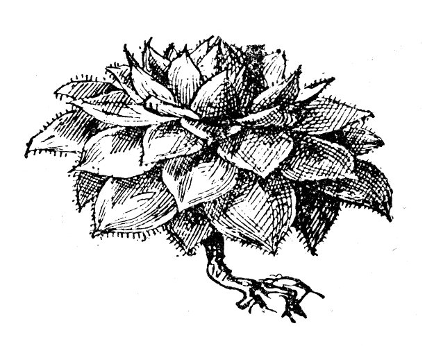 古董插图:Sempervivum图片下载