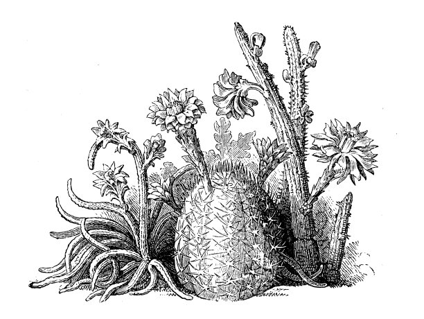 古董植物学插图:仙人掌图片下载