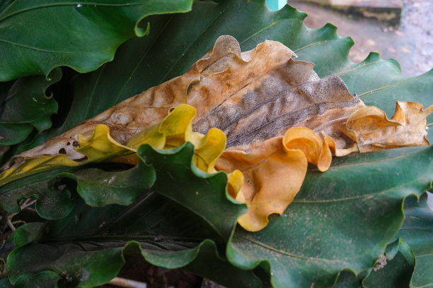 蔬菜和水果谷物的库存照片图片下载