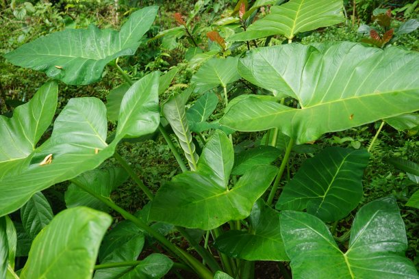 印度尼西亚村庄的库存照片图片下载