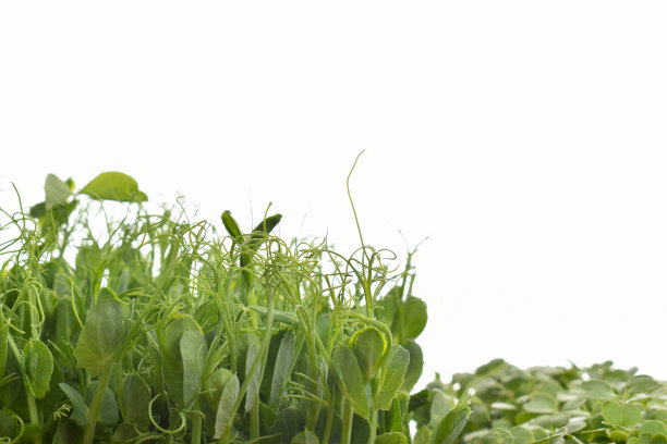 特写的微型绿色豌豆和芝麻菜在白色的背景。图片下载