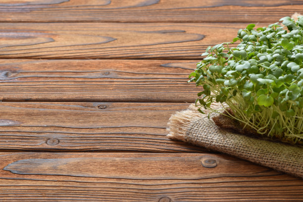 芝麻菜幼苗在一个木制的自然基质上。图片下载