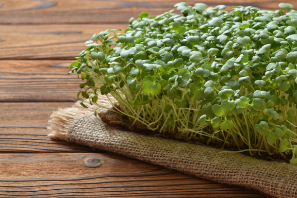 芝麻菜幼苗在一个木制的自然基质上图片下载