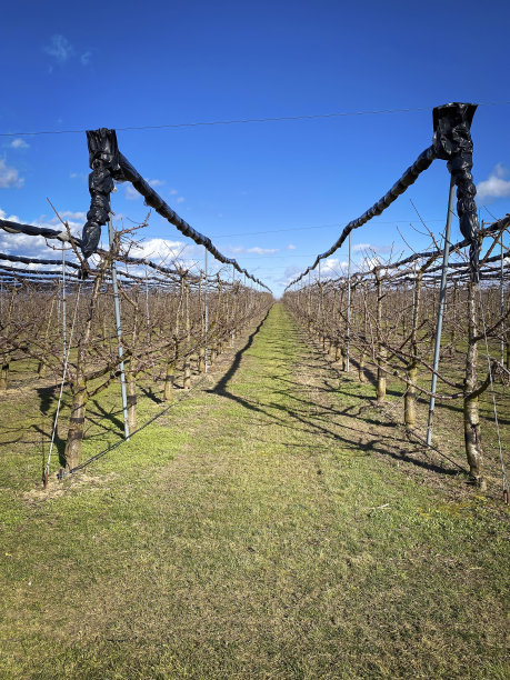 果园里的苹果树在新季节的开始图片下载