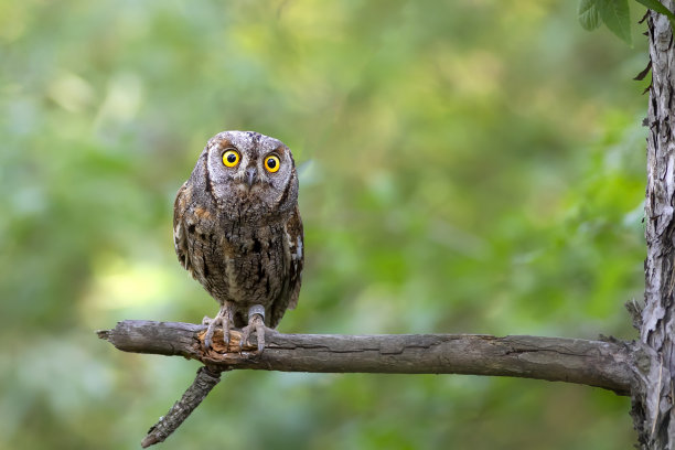 猫头鹰。欧亚鸮。(辣子鸡耳)。绿色自然背景。图片下载