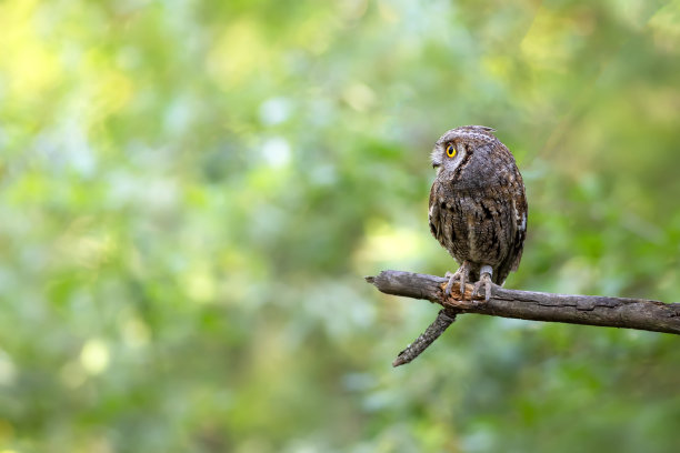 猫头鹰。欧亚鸮。(辣子鸡耳)。绿色自然背景。图片下载