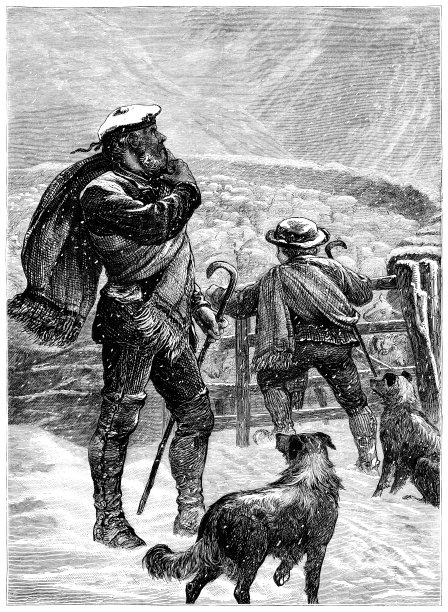 一个苏格兰牧羊人在雪地里和他的羊群一起工作图片下载