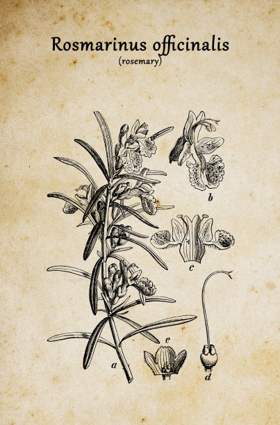 植物学植物古董雕刻插图:迷迭香(rosemary)图片下载