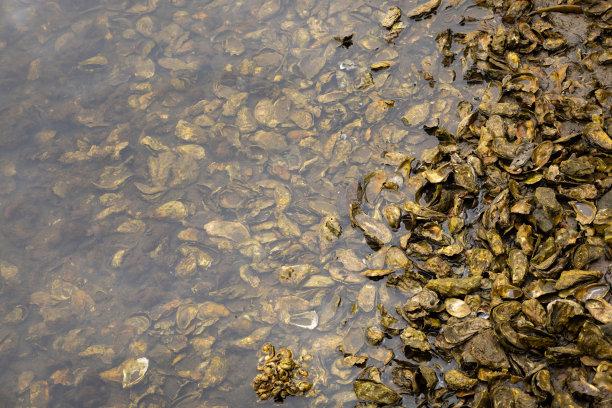 牡蛎壳被吃掉后在海边。空的海鲜图片下载