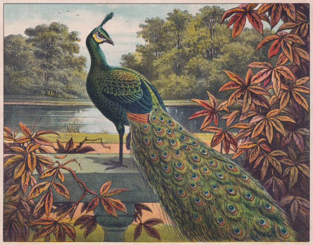 印度孔雀(Pavo cristatus)，彩印，大约1898年出版图片下载