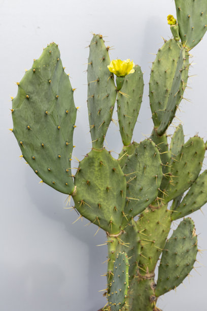 仙人掌，多刺的梨，在孤立的背景上有黄色的花图片下载