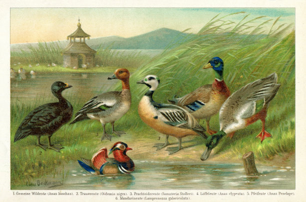 1898年鸳鸯和维冈变型图片下载