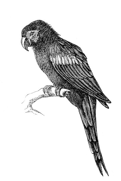 红金刚鹦鹉图片下载