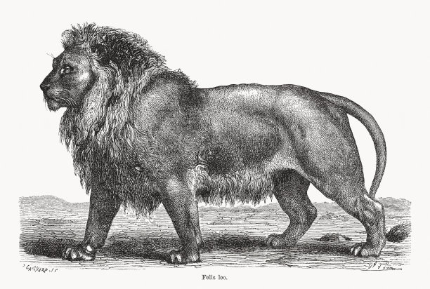狮子(Panthera leo)，木刻，1893年出版图片下载