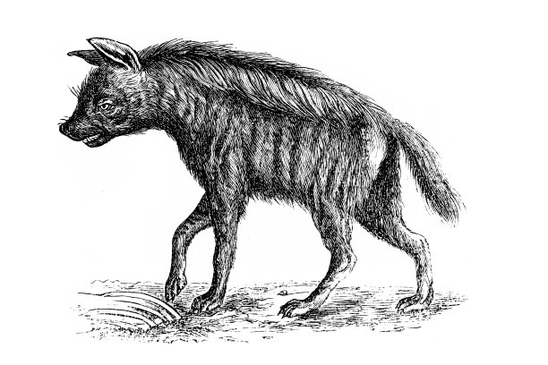 条纹鬣狗图片下载