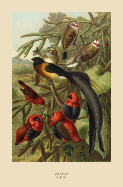 织布鸟，鸟，古董美国雕刻:自然历史，1885年图片下载