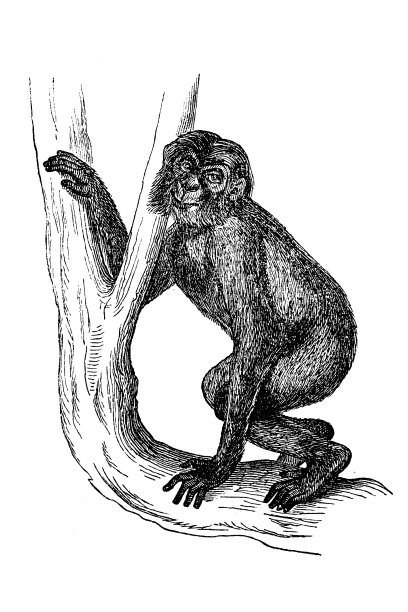 黑猩猩图片下载