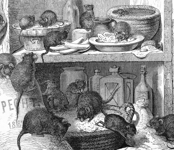 厨房里有老鼠图片下载