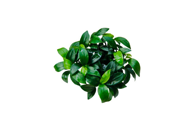 在白色背景上孤立的穿山甲群水族植物图片下载