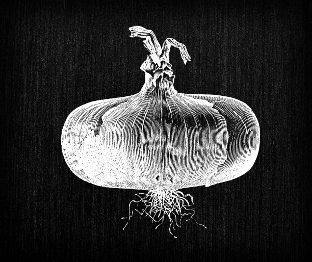 植物学蔬菜植物古董雕刻插图:马德拉洋葱图片下载
