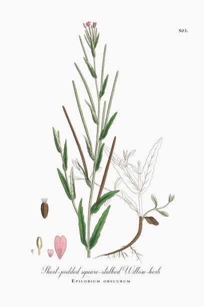 短荚方茎柳兰，暗色皮草，维多利亚植物学插图，1863年图片下载