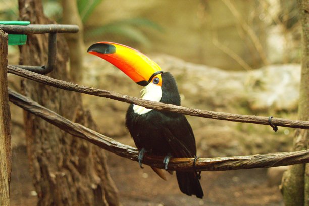 一只托科巨嘴鸟骄傲地展示着它的大嘴图片下载