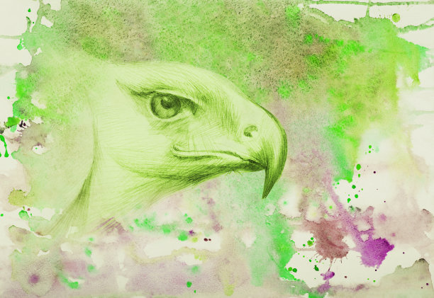 插图鸟类艺术画看一只鹰水彩图片下载