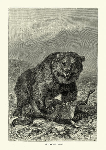 灰熊和它的猎物一只鹿图片下载