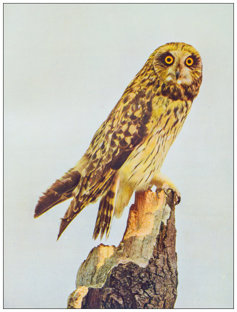 古董鸟类学彩色图像:短耳猫头鹰图片下载