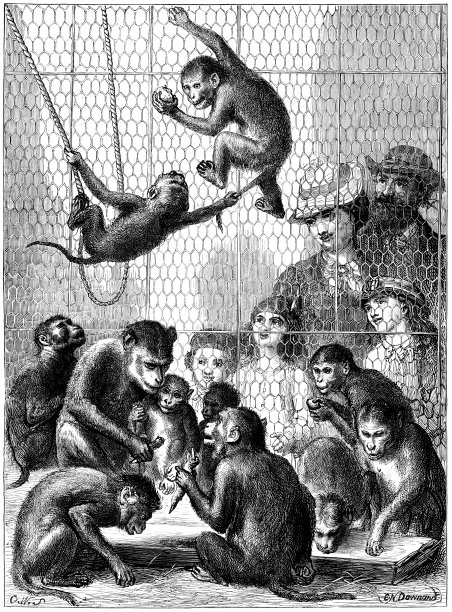 维多利亚时代的游客在动物园里观看猩猩图片下载