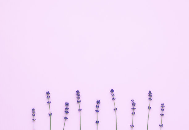 粉红色的桌子上放着一束紫色的薰衣草。俯视图，平铺模型，复制空间。最小的背景概念。干紫罗兰花，花艺构图，祝贺框，贺卡。图片下载