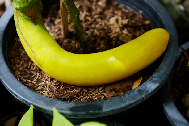 花园里的黄茄子图片下载