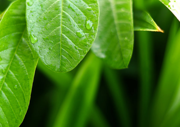天然新鲜的绿色番石榴叶，带有水滴图片下载