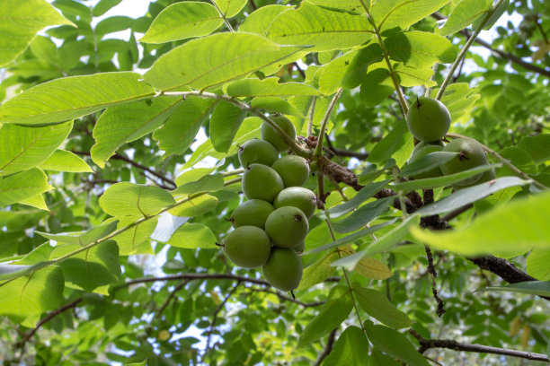 核桃、水杨树、猴果或满洲核桃果图片下载