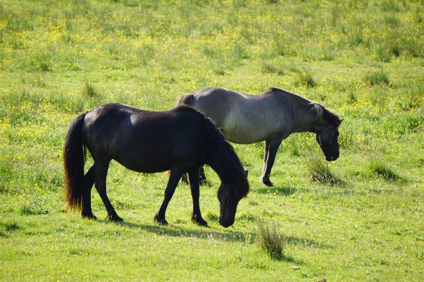 马在草地上吃草。马吃草。丹麦草地上的马。图片下载