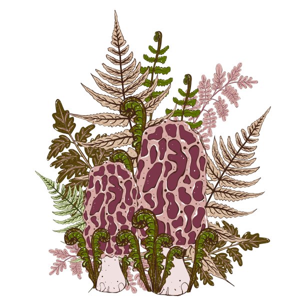 毒蘑菇和蕨类植物叶子的成分。手绘插图图片下载