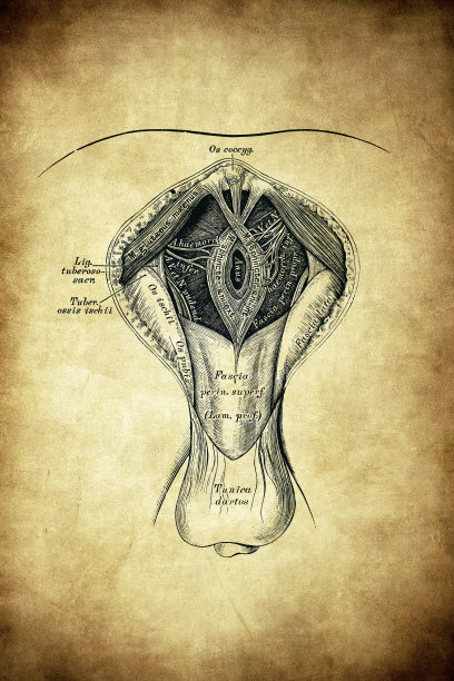 男性会阴地形图片下载