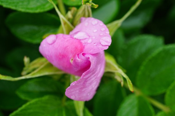 玫瑰要么是蔷薇科蔷薇属的多年生木本开花植物，要么是它所结的花。有三百多个品种和成千上万个栽培品种。图片下载