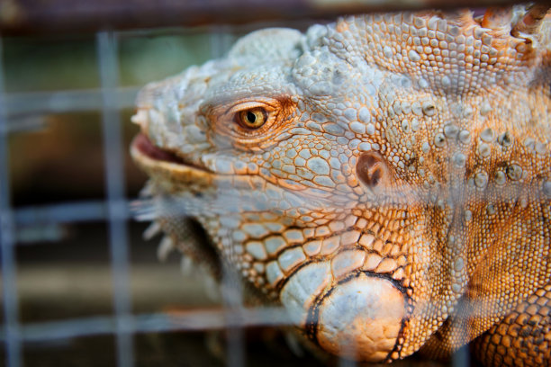 笼子里的鬣蜥特写图片下载