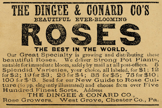 维多利亚时代的迪丹吉和康拉德玫瑰广告- 19世纪图片下载