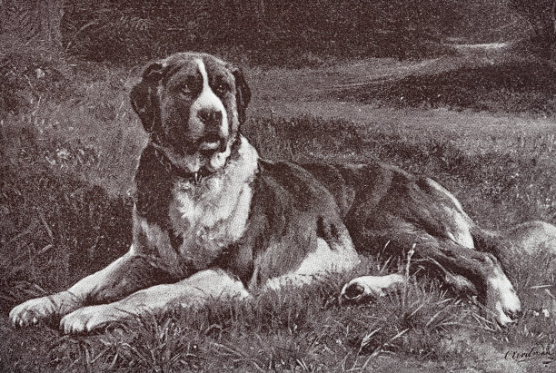 看门狗圣伯纳躺在草地上图片下载